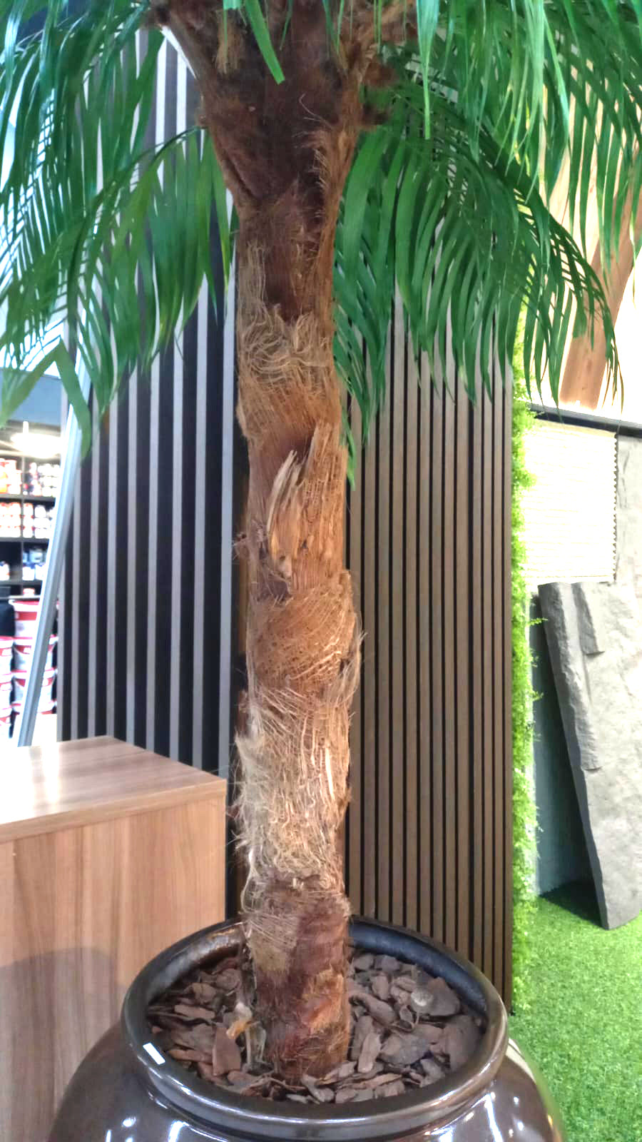 Coqueiro Desidratado | 2,5m de altura | Plantas Permanentes