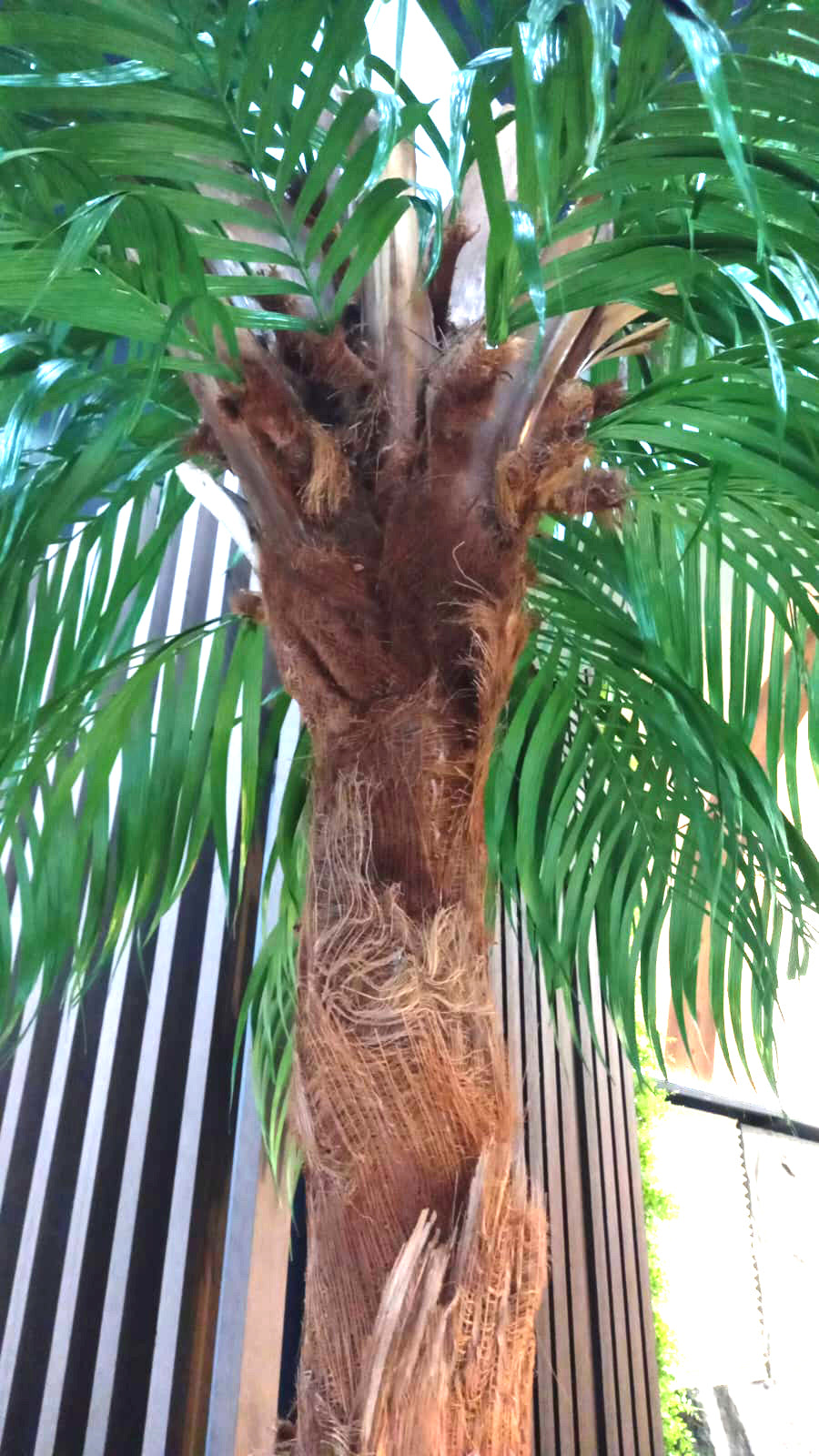 Coqueiro Desidratado | 2,5m de altura | Plantas Permanentes