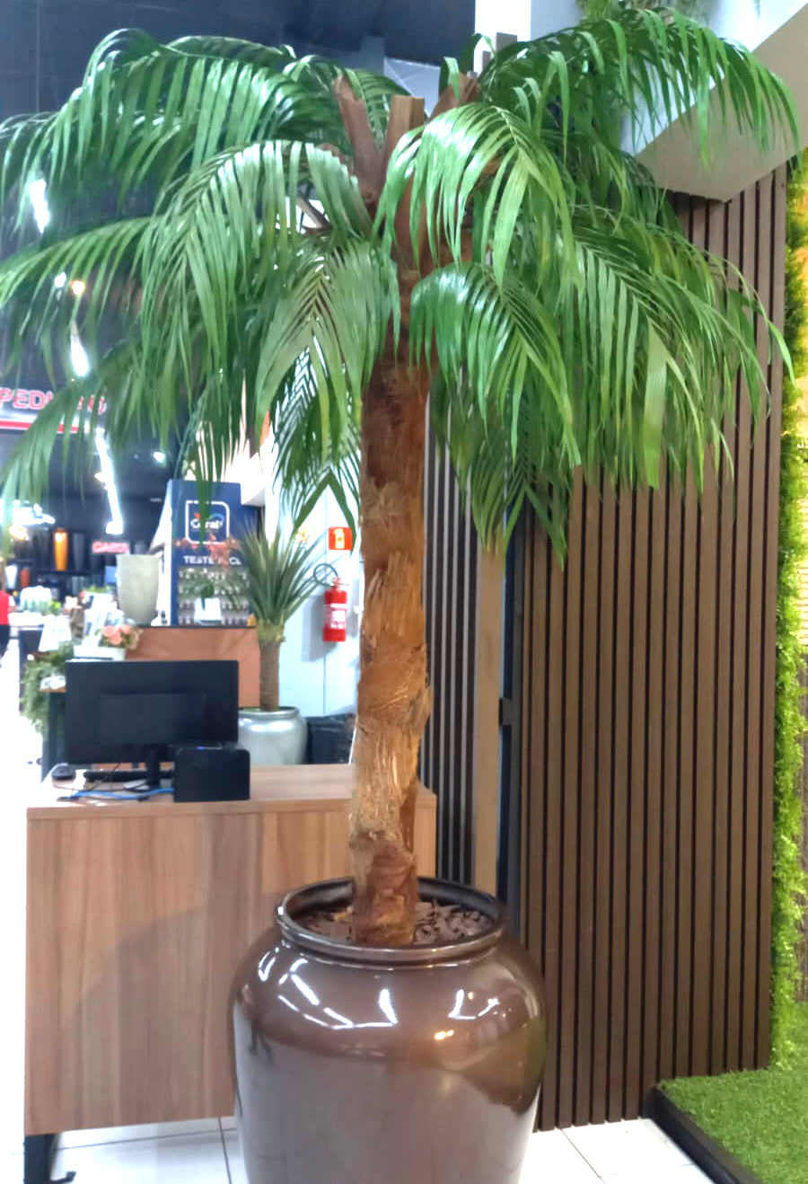 Coqueiro Desidratado | 2,5m de altura | Plantas Permanentes