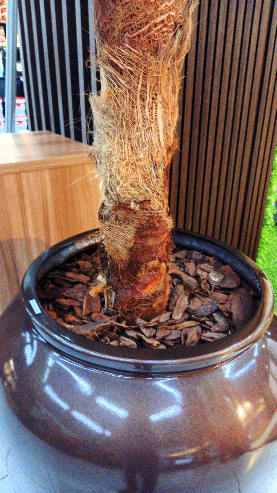 Coqueiro Desidratado | 2,5m de altura | Plantas Permanentes