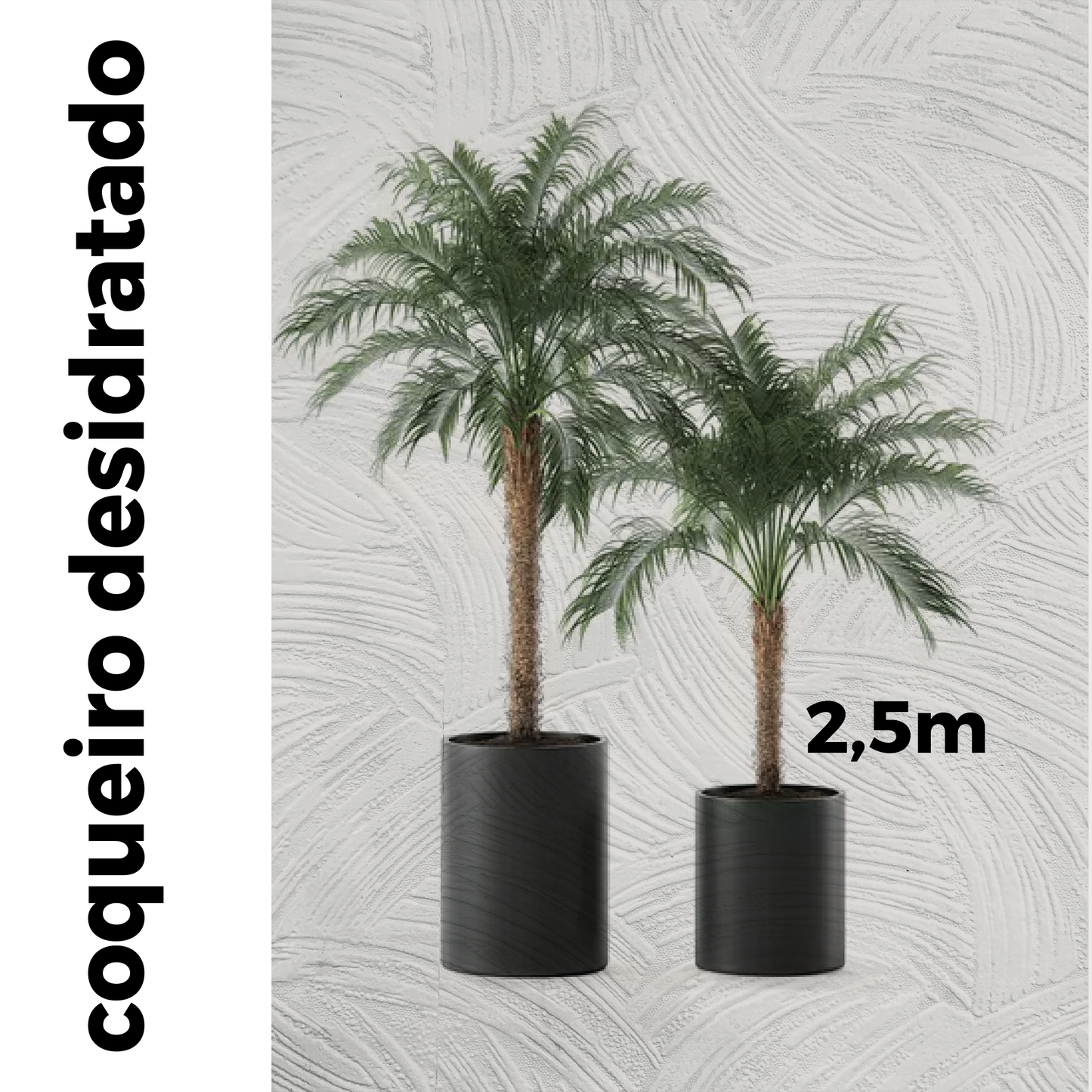 Coqueiro Desidratado | 2,5m de altura | Plantas Permanentes