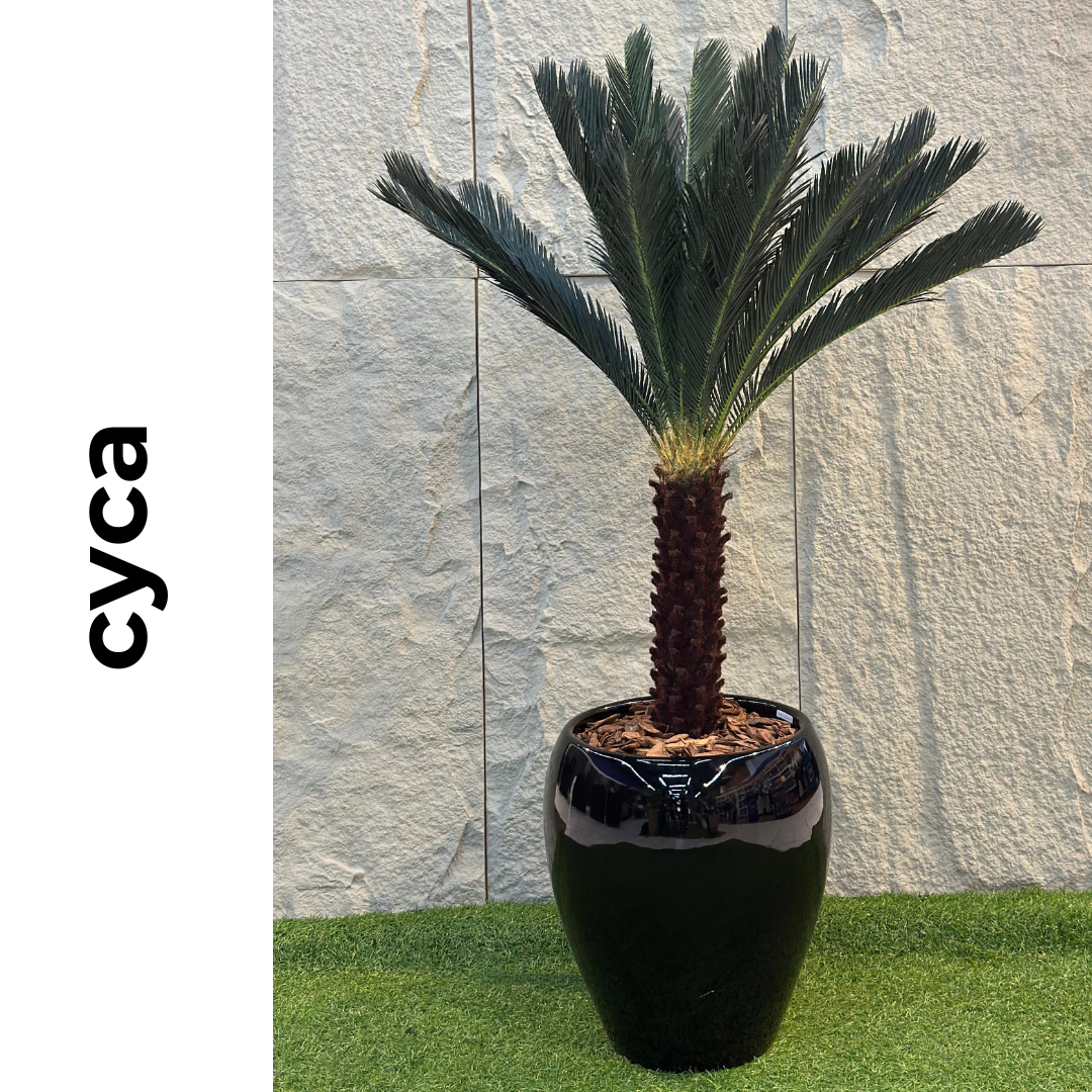 Cyca | 1,60m de altura | Plantas Permanentes