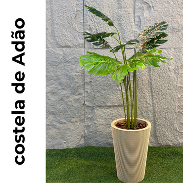 Costela de Adão | 1,60m de altura | Plantas Permanentes