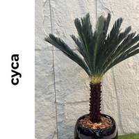 Cyca | 1,60m de altura | Plantas Permanentes