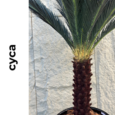 Cyca | 1,60m de altura | Plantas Permanentes