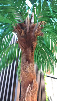 Coqueiro Desidratado | 2,5m de altura | Plantas Permanentes