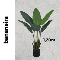 Bananeira | 1,20m de altura | Plantas Permanentes
