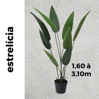 Estrelícia | 1,60 à 3,10m de altura | Plantas Permanentes