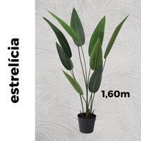 Estrelícia | 1,60 à 3,10m de altura | Plantas Permanentes
