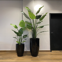 Bananeira | 1,20m de altura | Plantas Permanentes