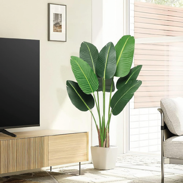 Bananeira | 1,20m de altura | Plantas Permanentes