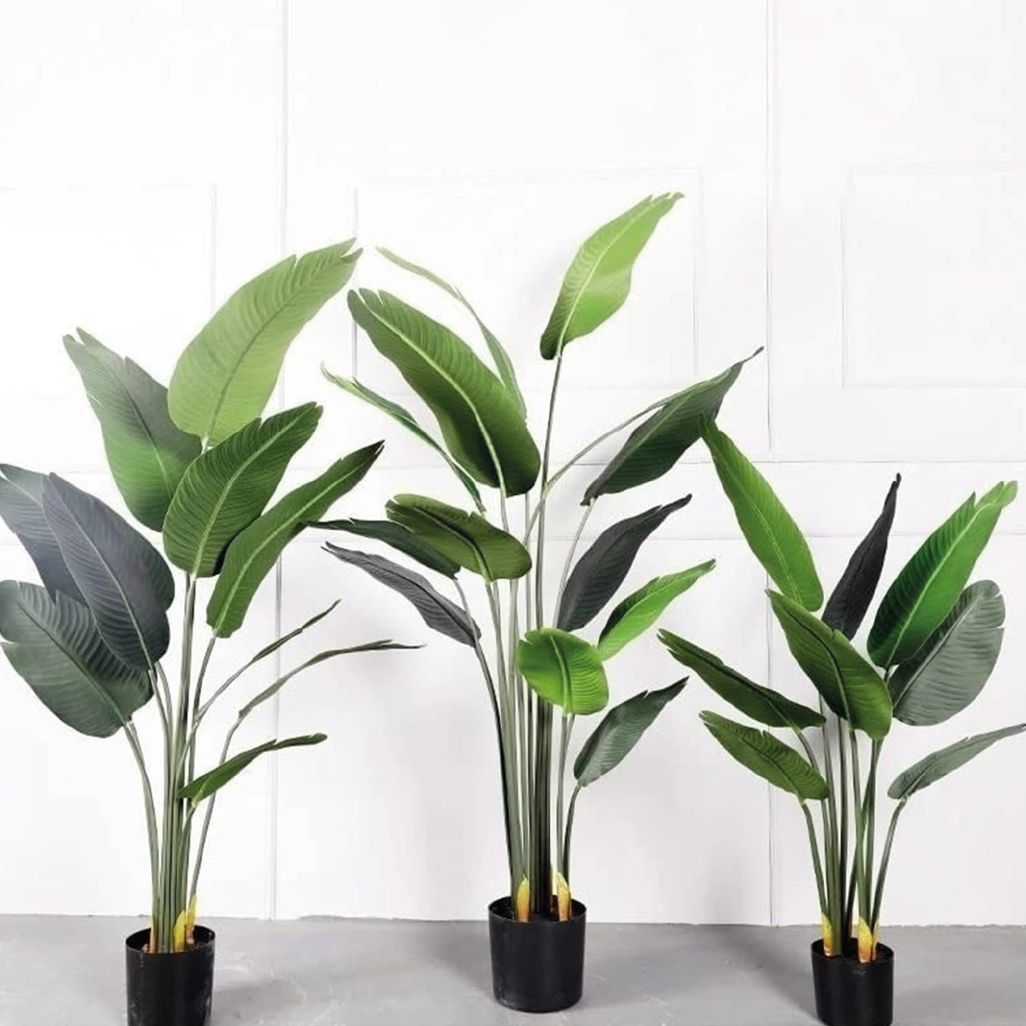 Bananeira | 1,20m de altura | Plantas Permanentes