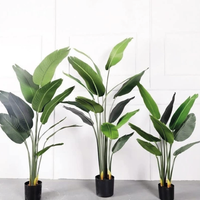 Bananeira | 1,20m de altura | Plantas Permanentes