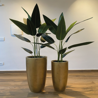 Estrelícia | 1,60 à 3,10m de altura | Plantas Permanentes