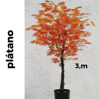 Plátano com tronco verdadeiro | 3m de altura | Plantas Permanentes