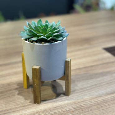 Vaso Mini Cerâmica Decorativo em Suporte de Madeira com Planta Suculenta Permanente