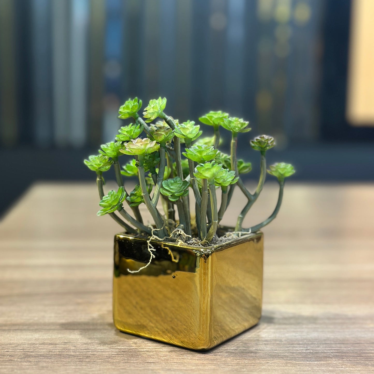 Vaso Mini Quadrado Dourado Decorativo com Planta Suculenta Permanente