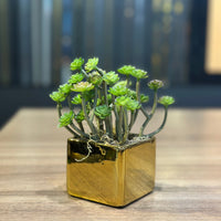 Vaso Mini Quadrado Dourado Decorativo com Planta Suculenta Permanente