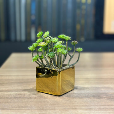 Vaso Mini Quadrado Dourado Decorativo com Planta Suculenta Permanente